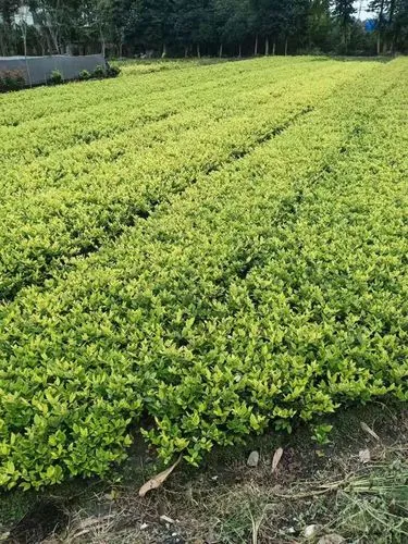 如何给网球拍绑减震带子